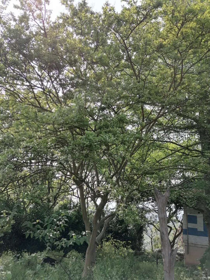 紫薇
