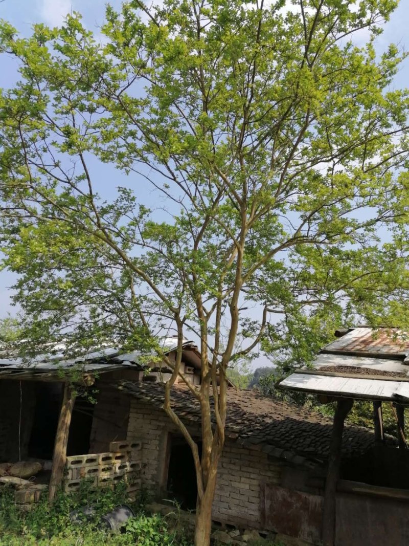 紫薇