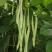，I四川省成都市红花白夹四季豆鲜货质量无斑点无虫1通货