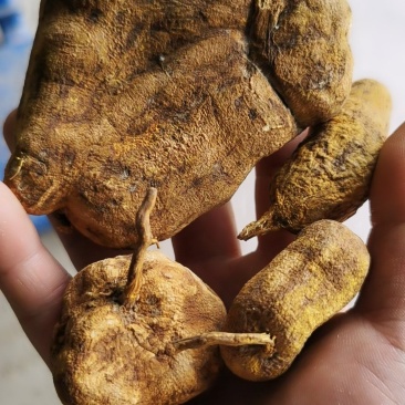 野生地苦胆，去皮干度好，选货。
