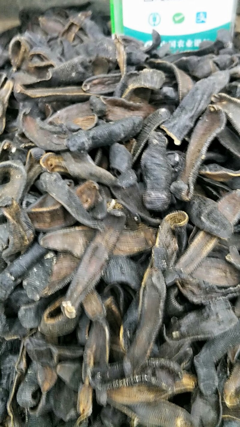 水蛭，别名蚂蟥，常年批发供应中药材水蛭