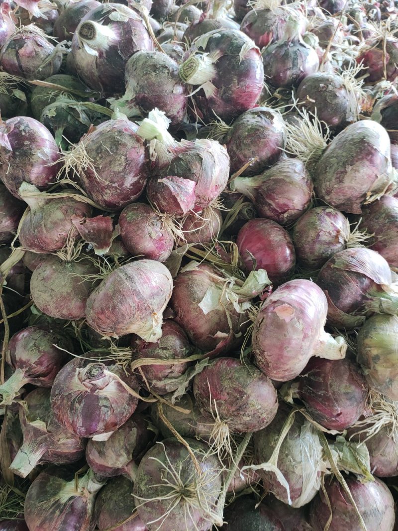 【荐】丰县洋葱精品洋葱紫红皮洋葱基地直供欢迎咨询