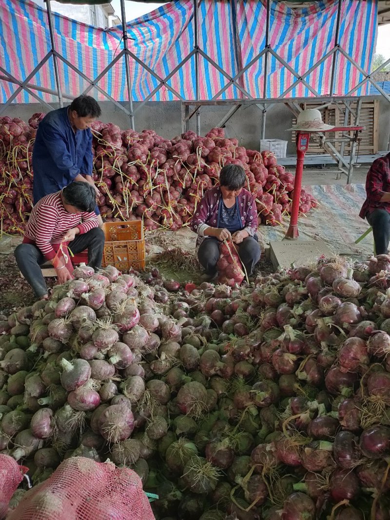 【荐】丰县洋葱精品洋葱紫红皮洋葱基地直供欢迎咨询