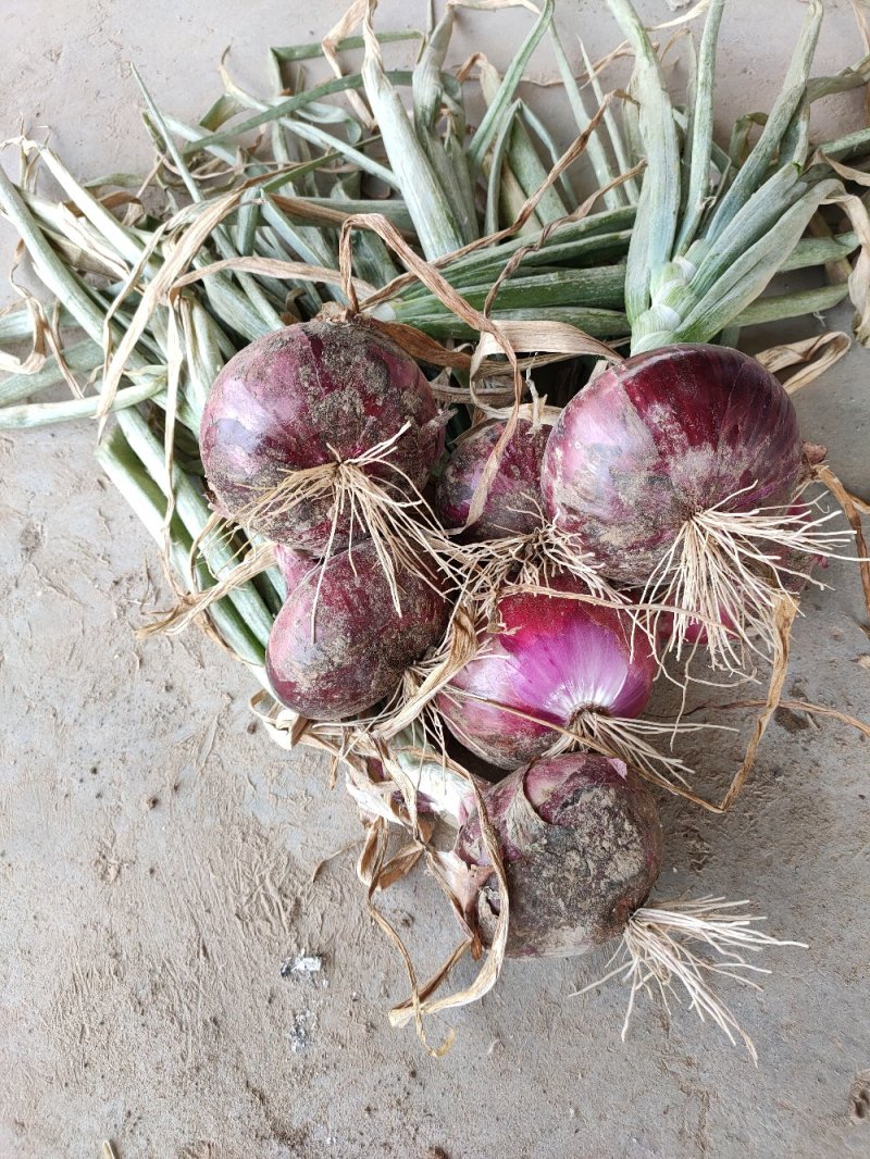 【荐】丰县洋葱精品洋葱紫红皮洋葱基地直供欢迎咨询