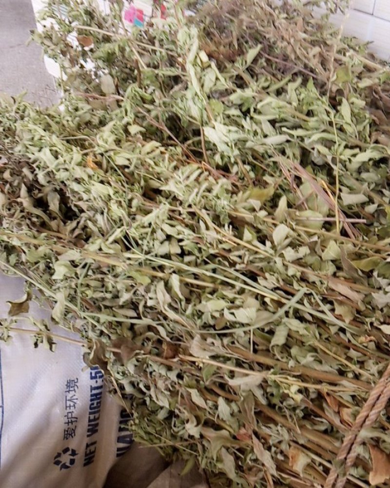 野生牛至香菇草大别山特产野生中草药不是野生不要钱