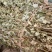 野生牛至香菇草大别山特产野生中草药不是野生不要钱