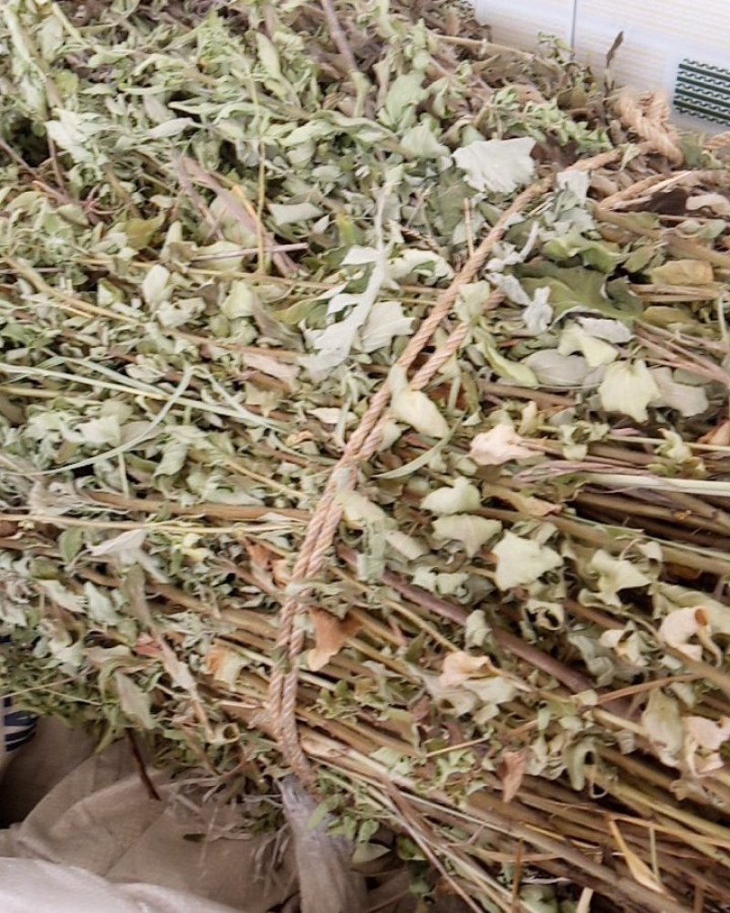 野生牛至香菇草大别山特产野生中草药不是野生不要钱