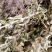 野生牛至香菇草大别山特产野生中草药不是野生不要钱