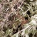 野生牛至香菇草大别山特产野生中草药不是野生不要钱