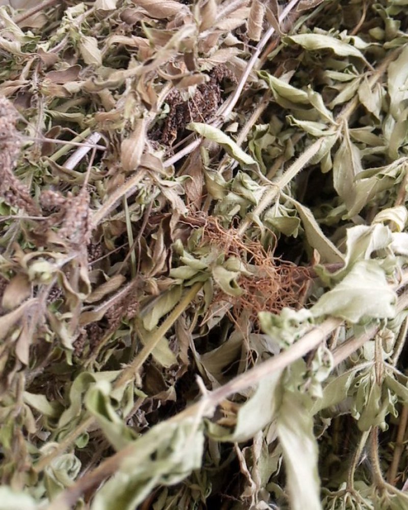 野生牛至香菇草大别山特产野生中草药不是野生不要钱