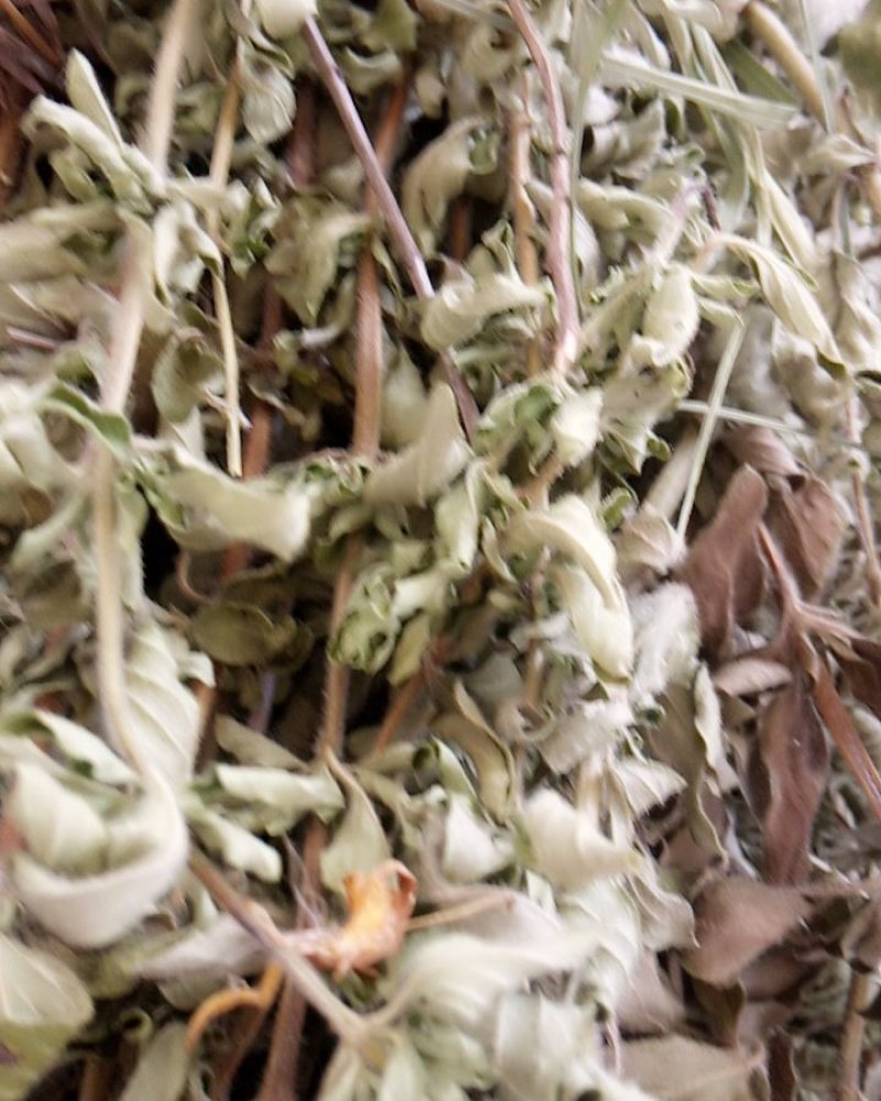 野生牛至香菇草大别山特产野生中草药不是野生不要钱