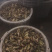 菱角/菱角米广东潮州优质盛产