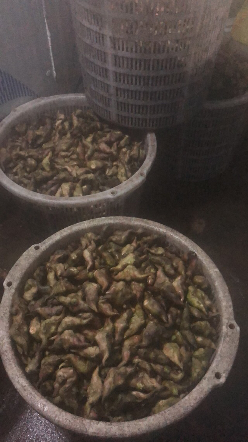 菱角/菱角米广东潮州优质盛产