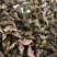 菱角/菱角米广东潮州优质盛产