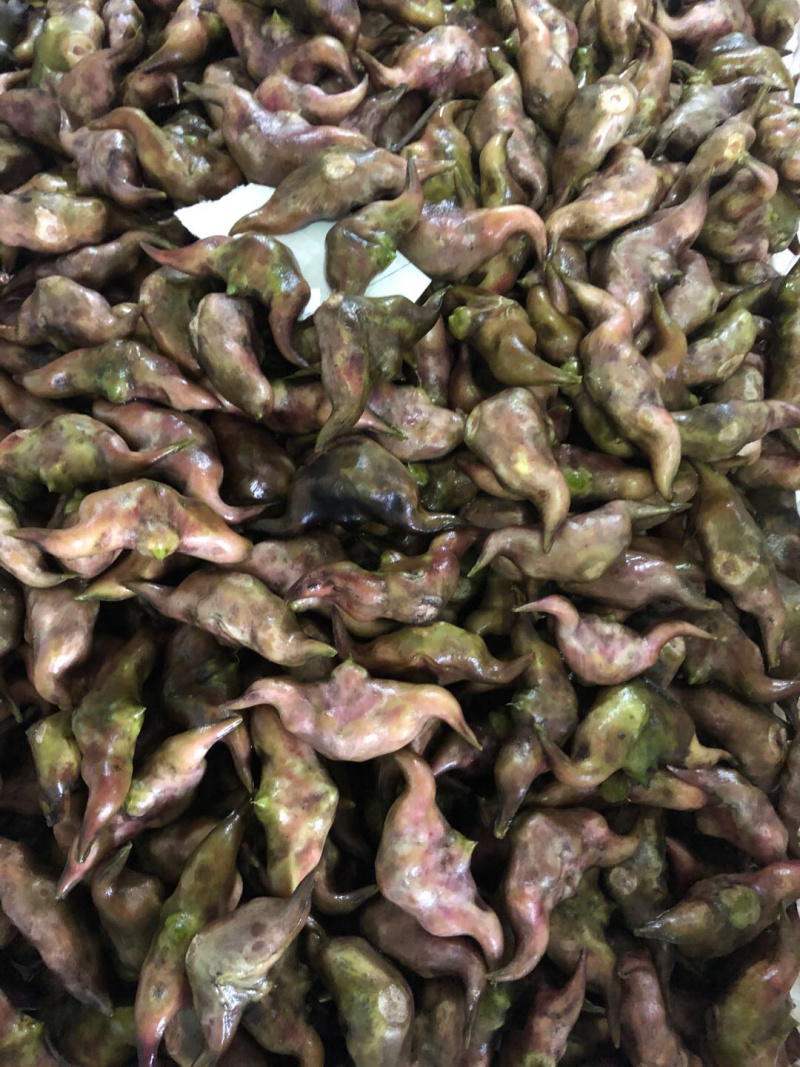 菱角/菱角米广东潮州优质盛产