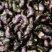 菱角/菱角米广东潮州优质盛产
