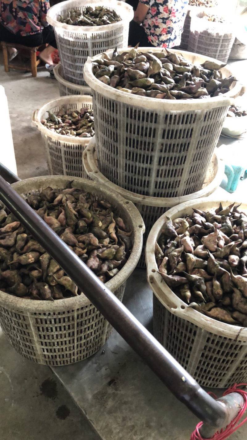 菱角/菱角米广东潮州优质盛产