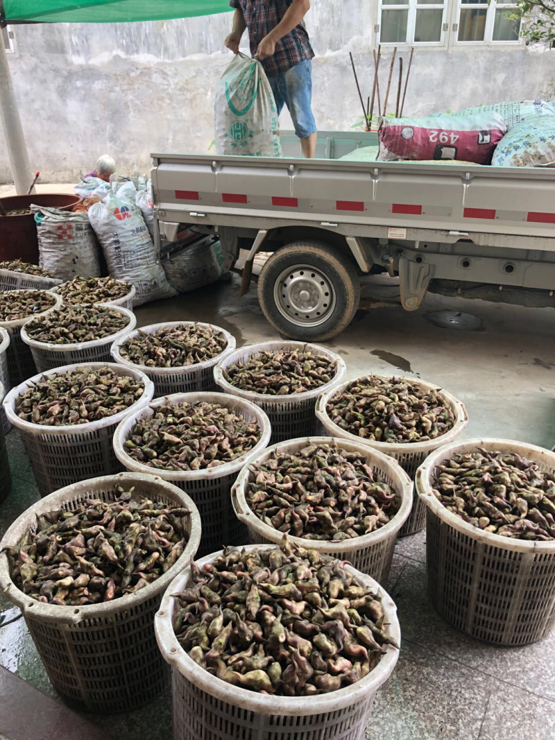 菱角/菱角米广东潮州优质盛产