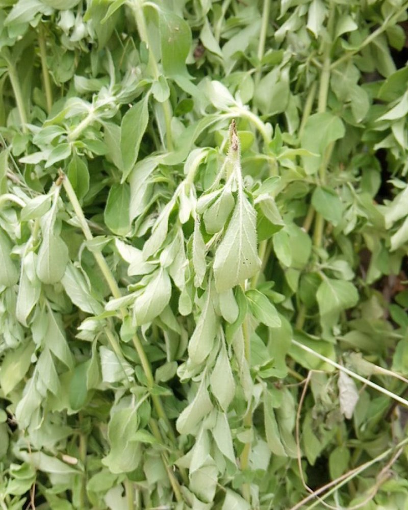 野生牛至香菇草大别山特产野生中草药不是野生不要钱