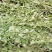 野生牛至香菇草大别山特产野生中草药不是野生不要钱