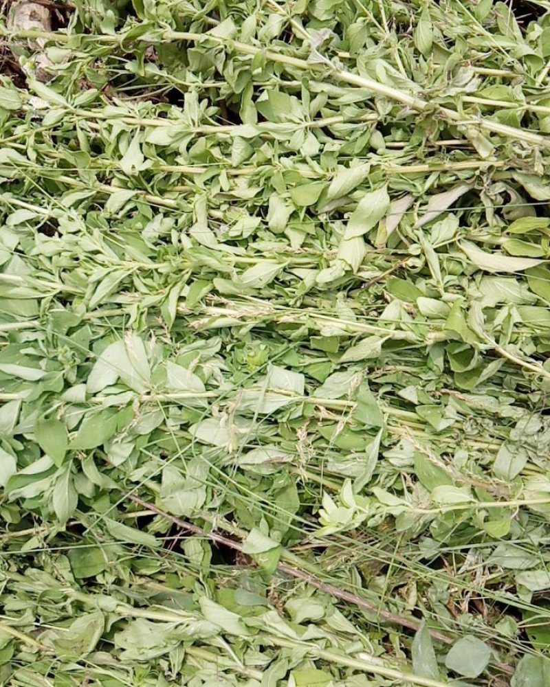 野生牛至香菇草大别山特产野生中草药不是野生不要钱