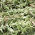 野生牛至香菇草大别山特产野生中草药不是野生不要钱