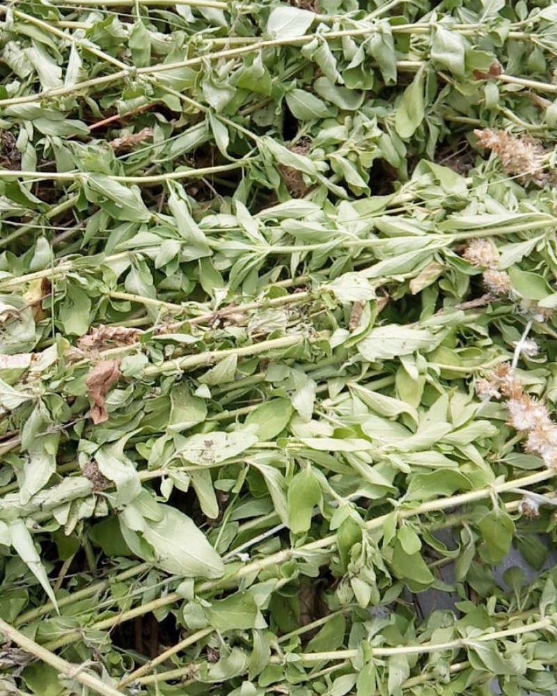 野生牛至香菇草大别山特产野生中草药不是野生不要钱