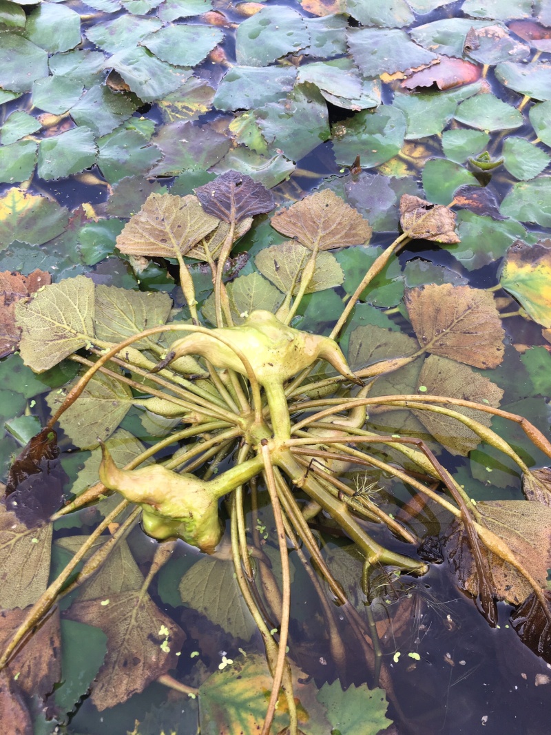 菱角/菱角米广东潮州优质盛产