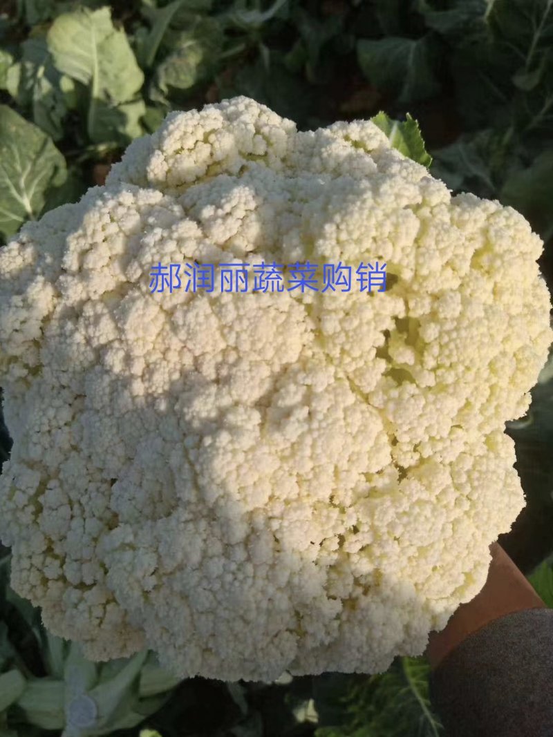 山西有机花菜，白面青梗松花菜基地直销质量优质