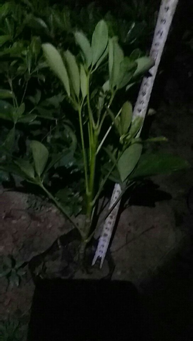 鹅掌柴