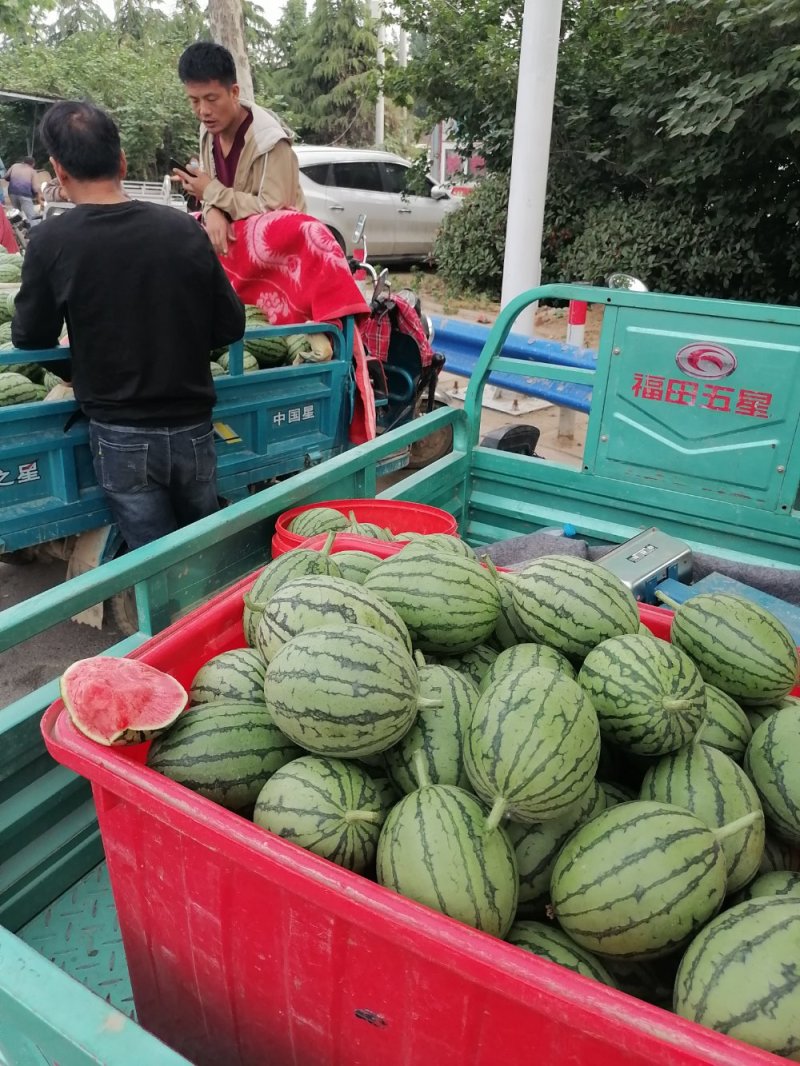 郑州中牟早春红玉西瓜