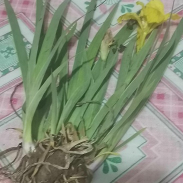 黄娃娃鸢尾