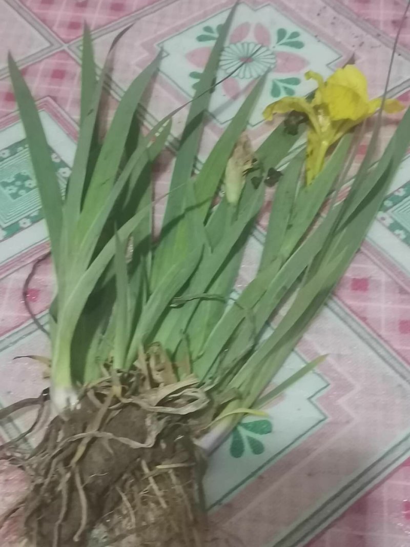 黄娃娃鸢尾