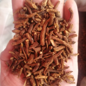 蒲公英根蒲公英根花茶产地直销一手货源
