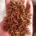 蒲公英根蒲公英根花茶产地直销一手货源