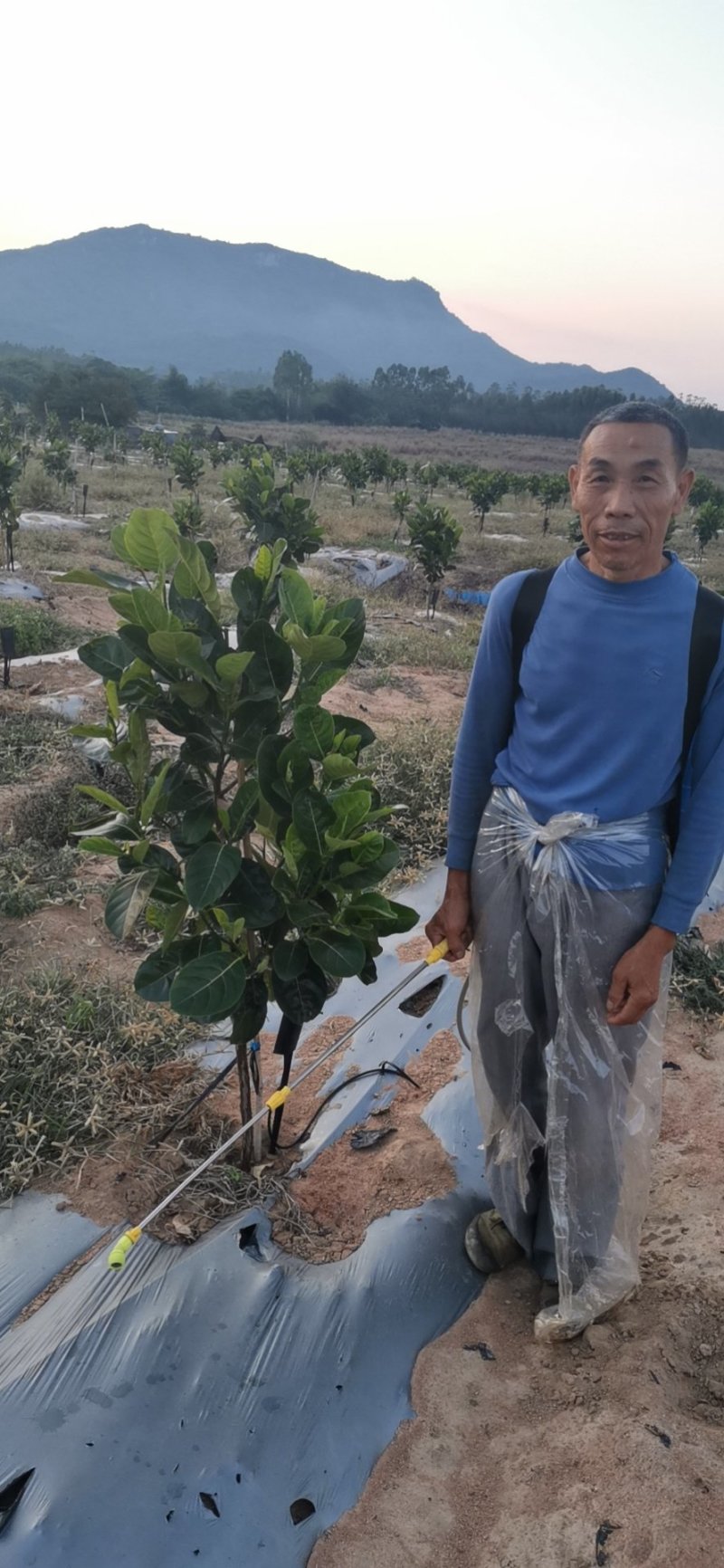 菠萝蜜果园土地出租低价转让12200棵树
