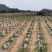 菠萝蜜果园土地出租低价转让12200棵树
