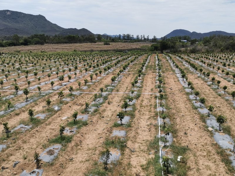 菠萝蜜果园土地出租低价转让12200棵树