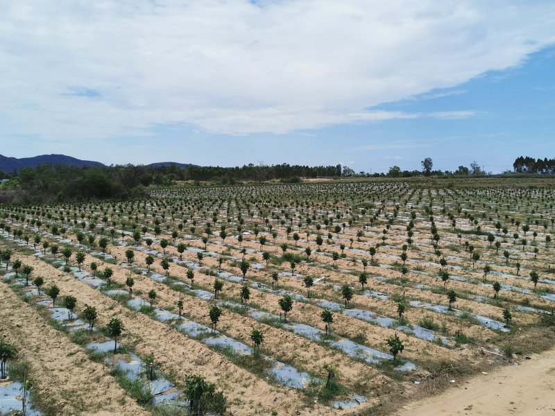 菠萝蜜果园土地出租低价转让12200棵树