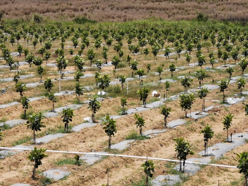 菠萝蜜果园土地出租低价转让12200棵树