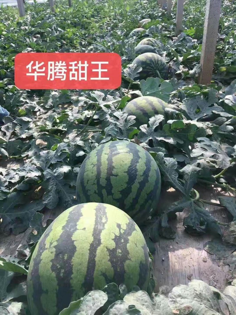 甜王西瓜，。？。，，。，，，，十斤打底九成熟