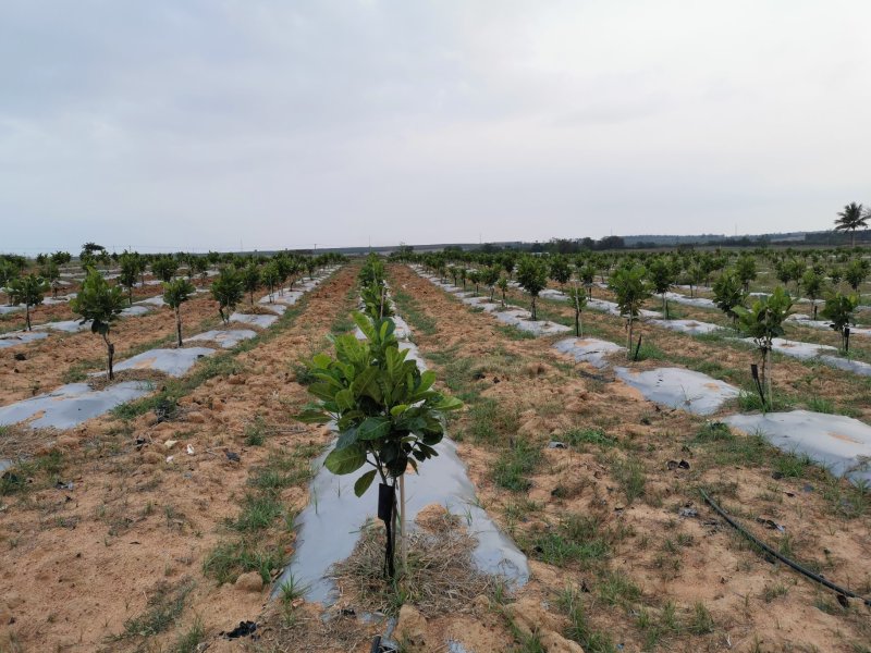 菠萝蜜果园土地出租低价转让12200棵树