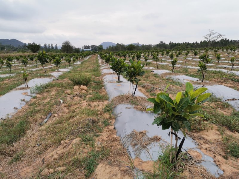 菠萝蜜果园土地出租低价转让12200棵树
