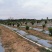菠萝蜜果园土地出租低价转让12200棵树