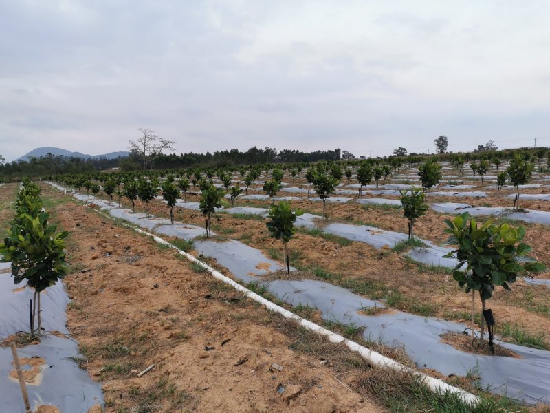 菠萝蜜果园土地出租低价转让12200棵树