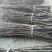【精品】产地直供无刺花椒嫁接枝条(接穗)量大从优