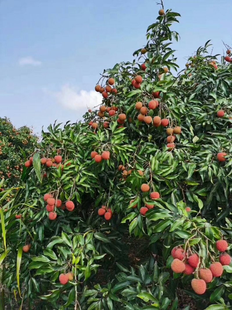 它来了，它来了妃子笑荔枝大量有货