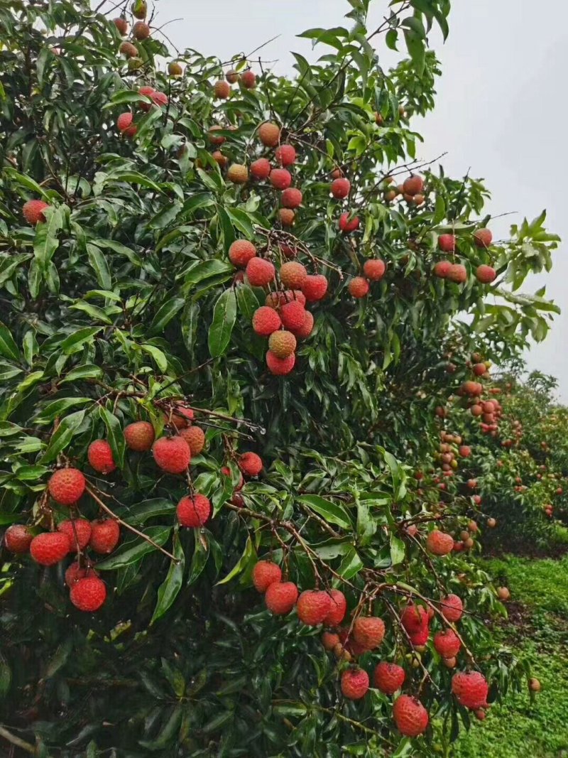 它来了，它来了妃子笑荔枝大量有货