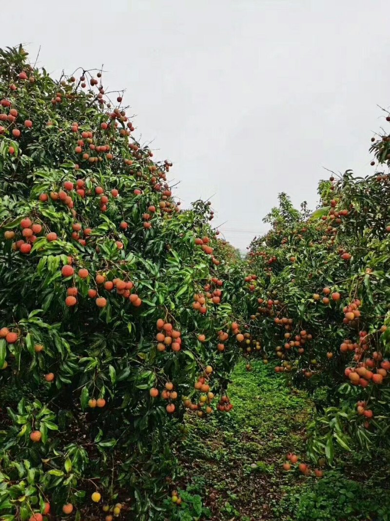 它来了，它来了妃子笑荔枝大量有货