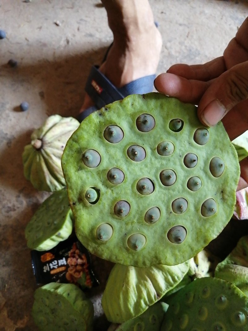 老莲蓬精选统货大量供应欢迎预订
